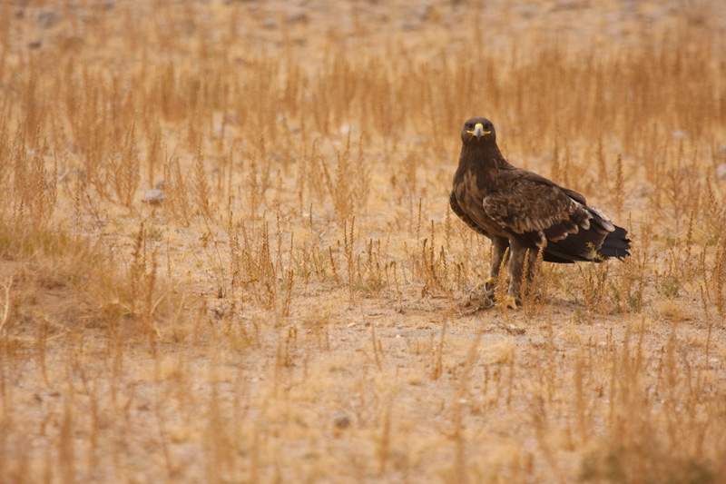 Steppe Eagle